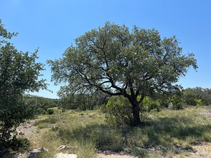 Property Photo:  4120 Majestic Oaks Drive  TX 76935 