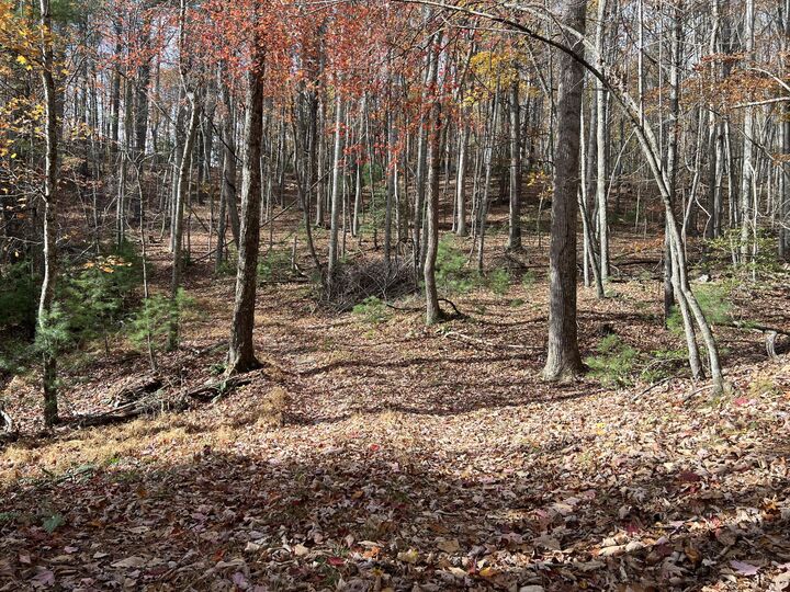 Hollywood Glace Road  Union WV 24983 photo