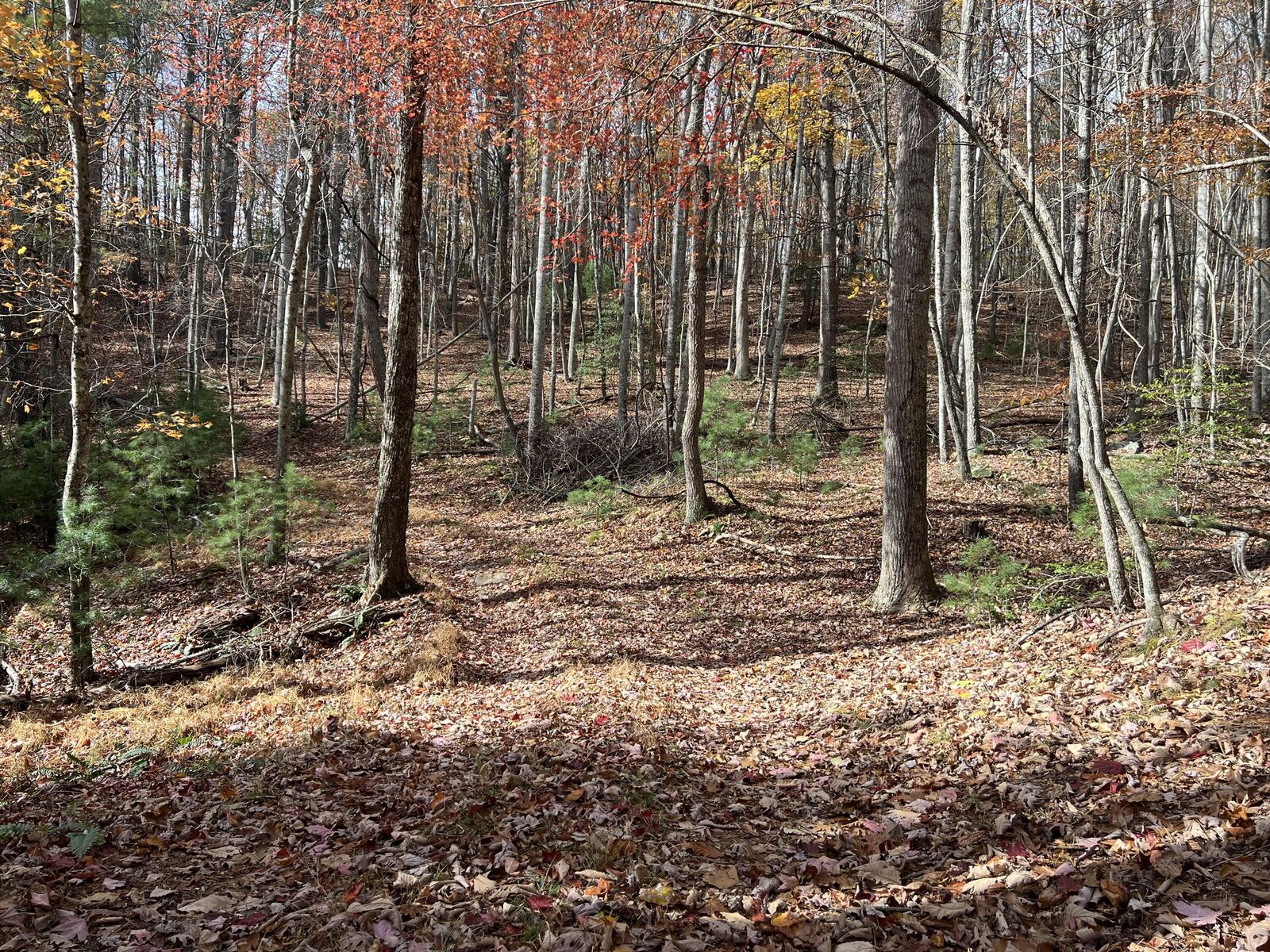 Property Photo:  Hollywood Glace Road  WV 24983