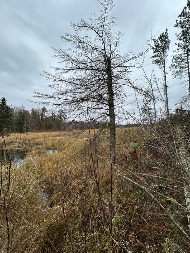Property Photo:  160 Ac Basswood Lake Road  MN 56575 