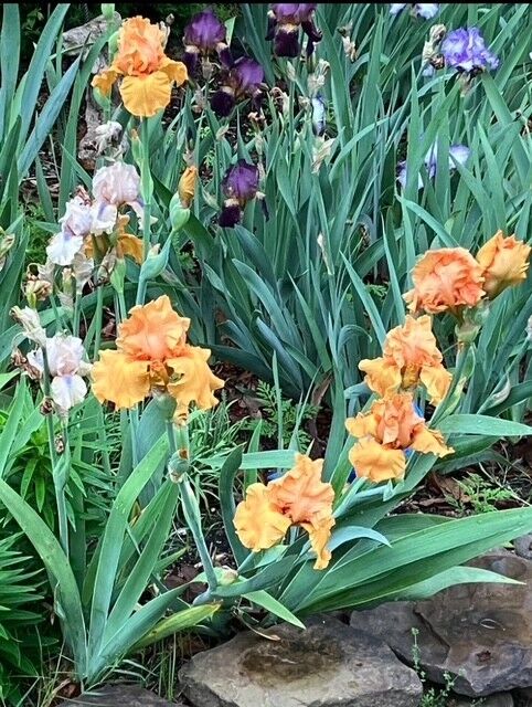 Property Photo:  2 Jura Circle  AR 72715 