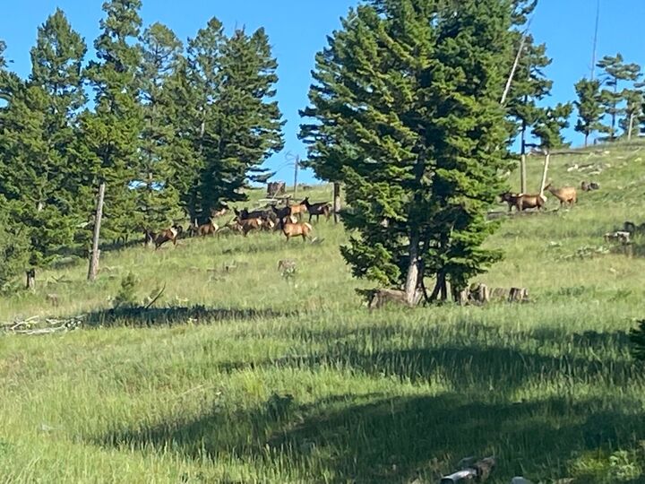 Property Photo:  216 Cramer Springs Trail  MT 59825 