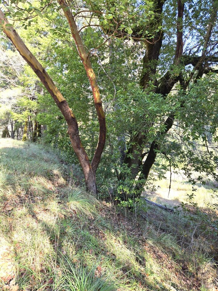 Property Photo:  2713 Primrose Drive  CA 95490 