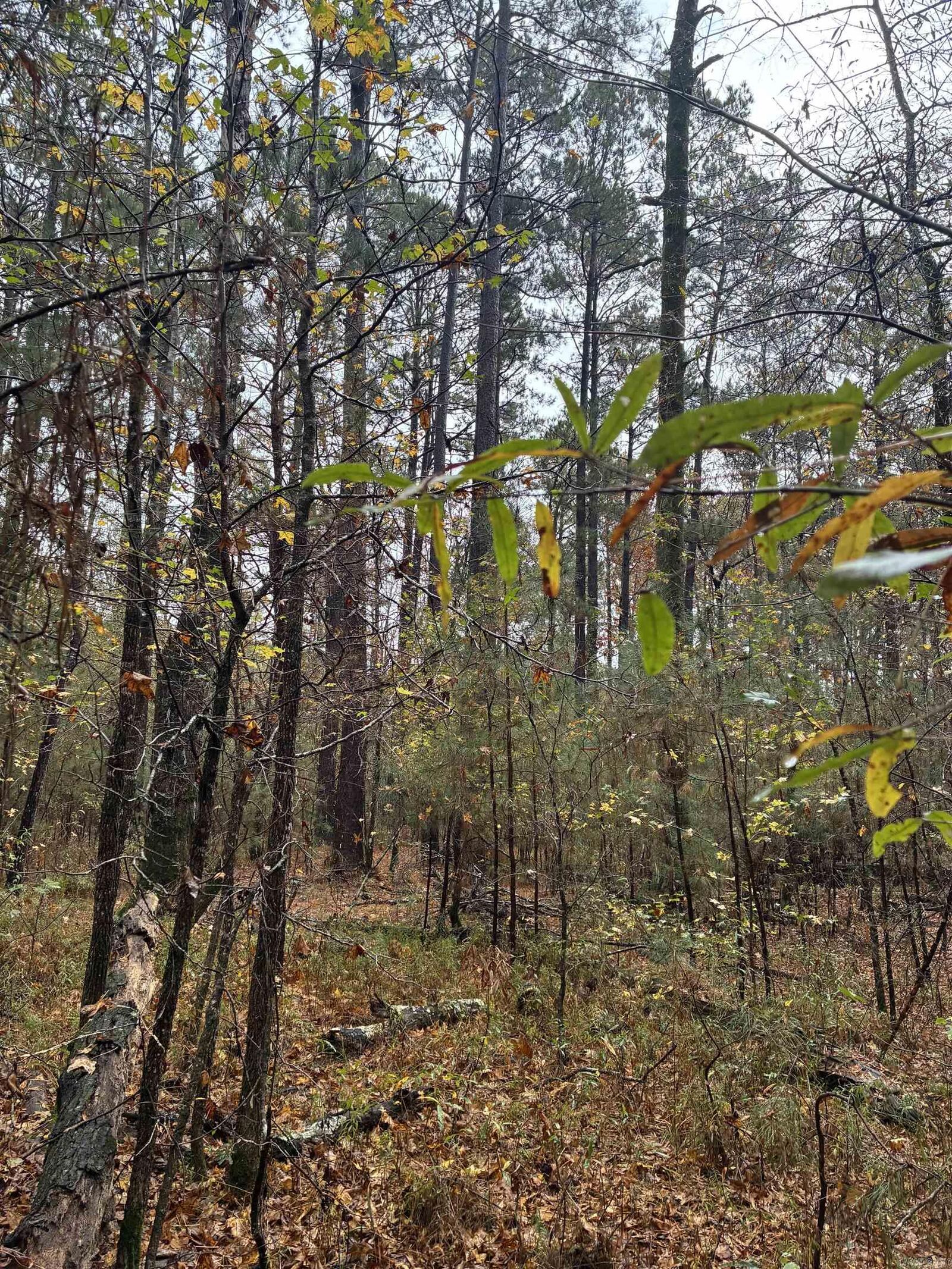 Property Photo:  26 Acres Joan St.  AR 71701 