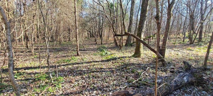 Property Photo:  0 NW Piney Road  TN 37055 