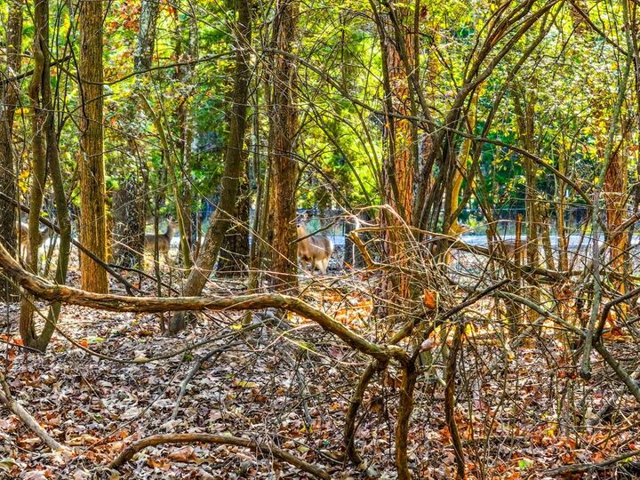 Property Photo: Lot 17 Sweet Gum Lane TX 75457