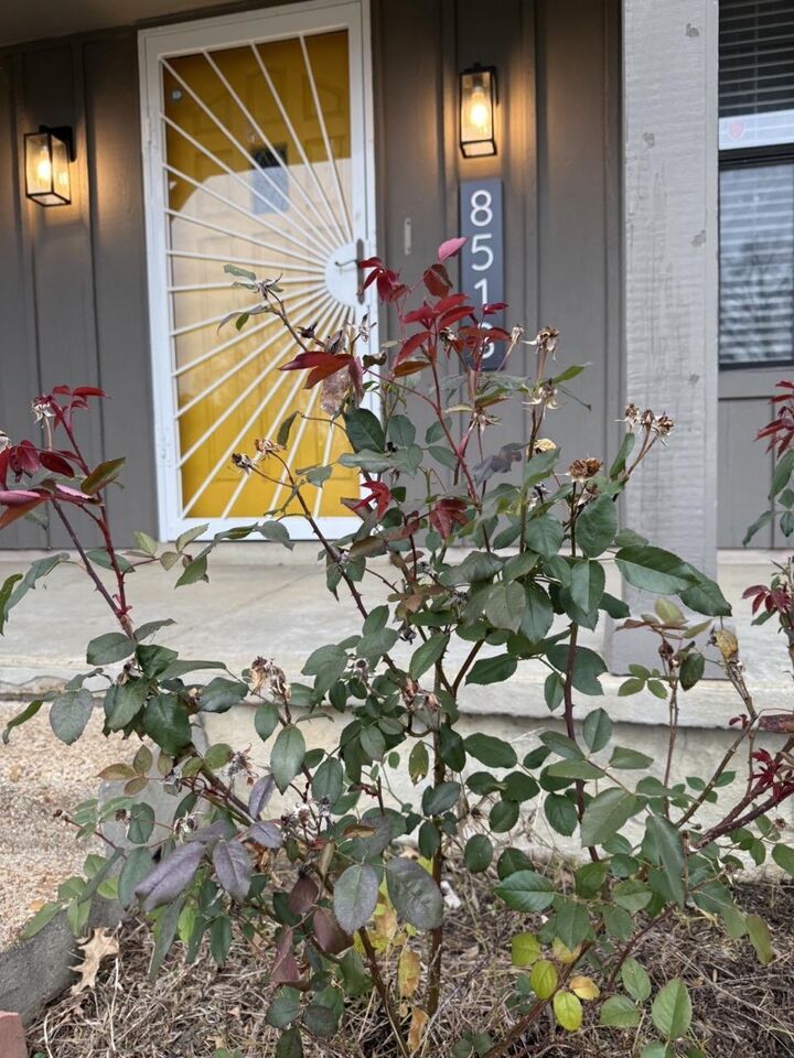 Property Photo:  8518 Chimneyrock Blvd  TN 38016 