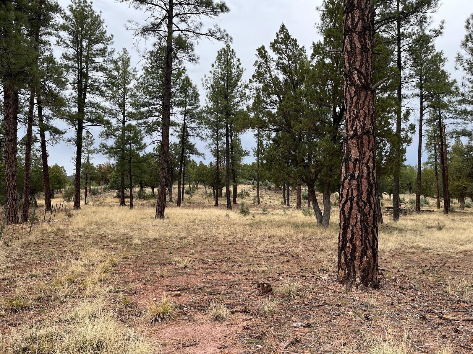 Property Photo: Pcl B1-2 Pine Haven Drive AZ 85544