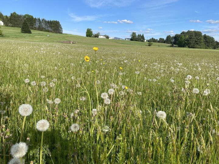 Property Photo: 0 L Brown Drive VT 05602