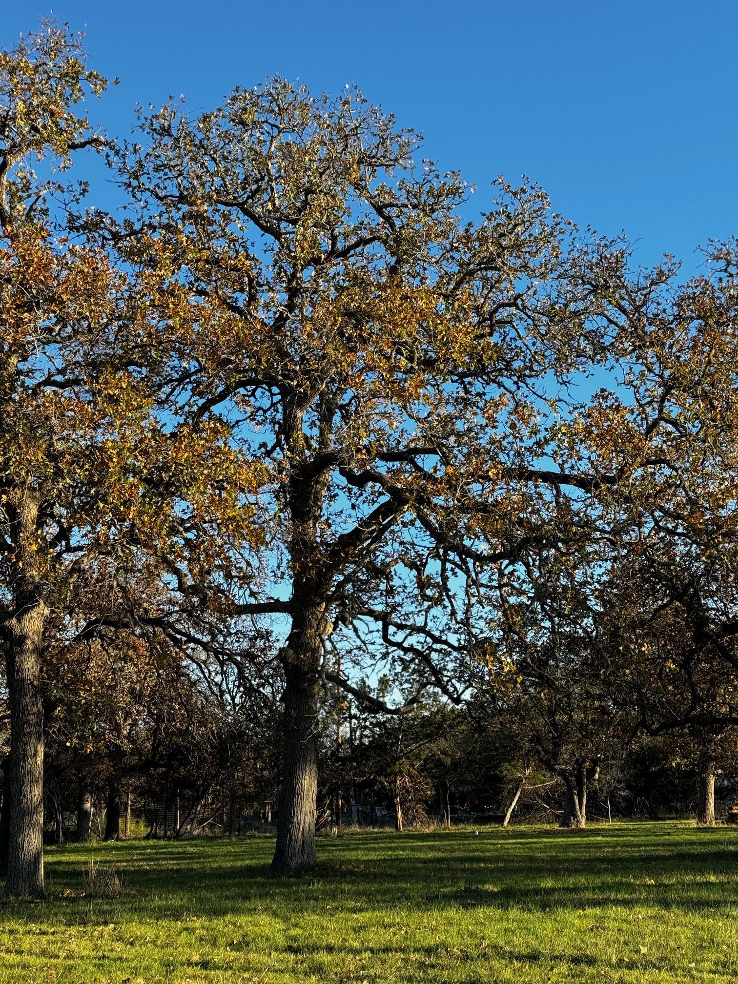 Property Photo: 244 Buckskin Pass TX 78619