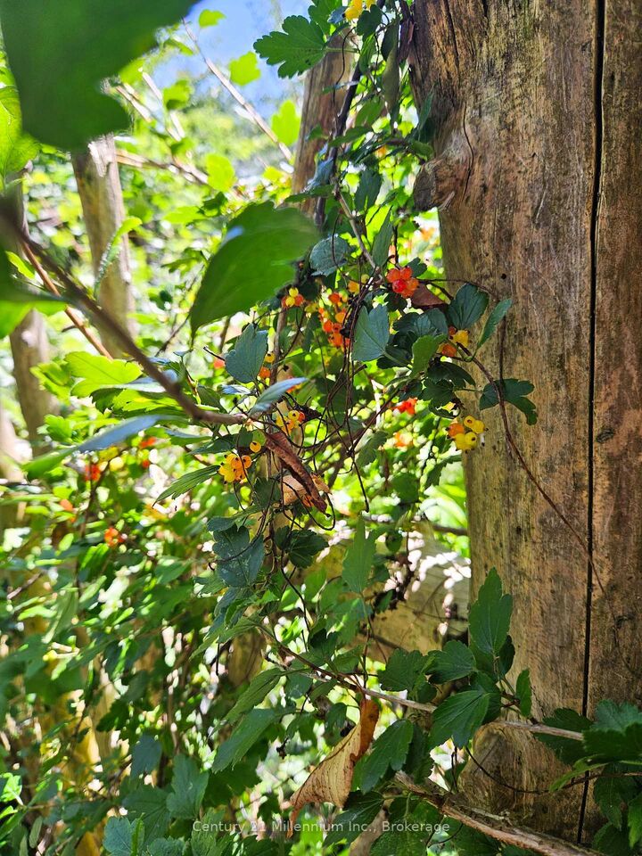 Photo de la propriété:  612608 Sideroad 61 N/A  ON N0G 2A0 