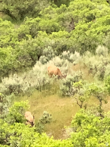 Property Photo:  541 S Left Fork Hobb Rd E 8  UT 84663 