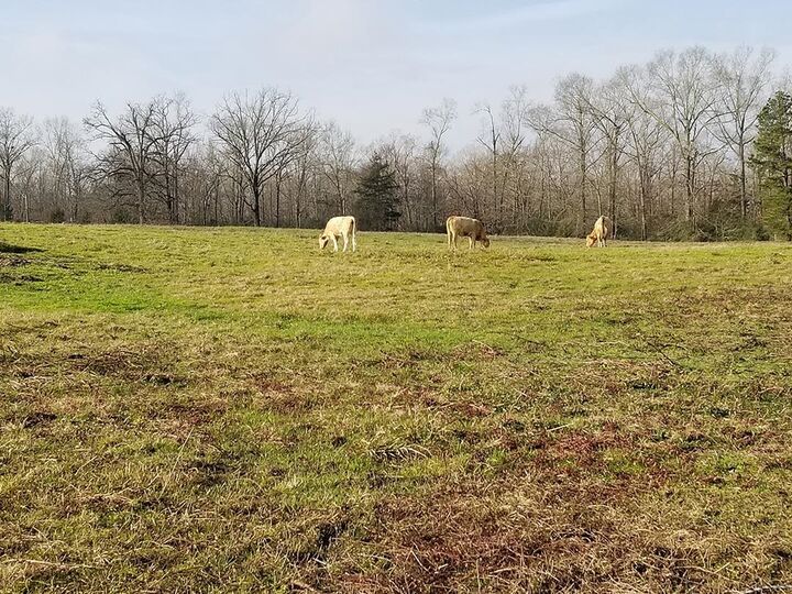 Property Photo:  Tbd County Rd 121  TX 75692 