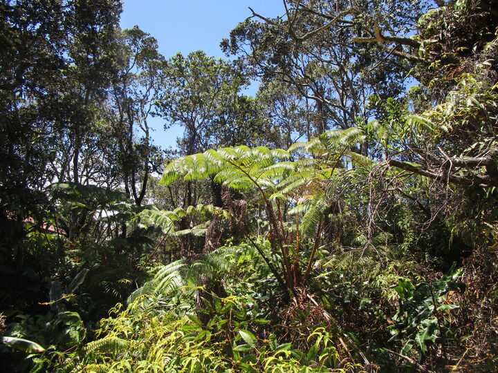 Property Photo:  Nahelenani St  HI 96785 