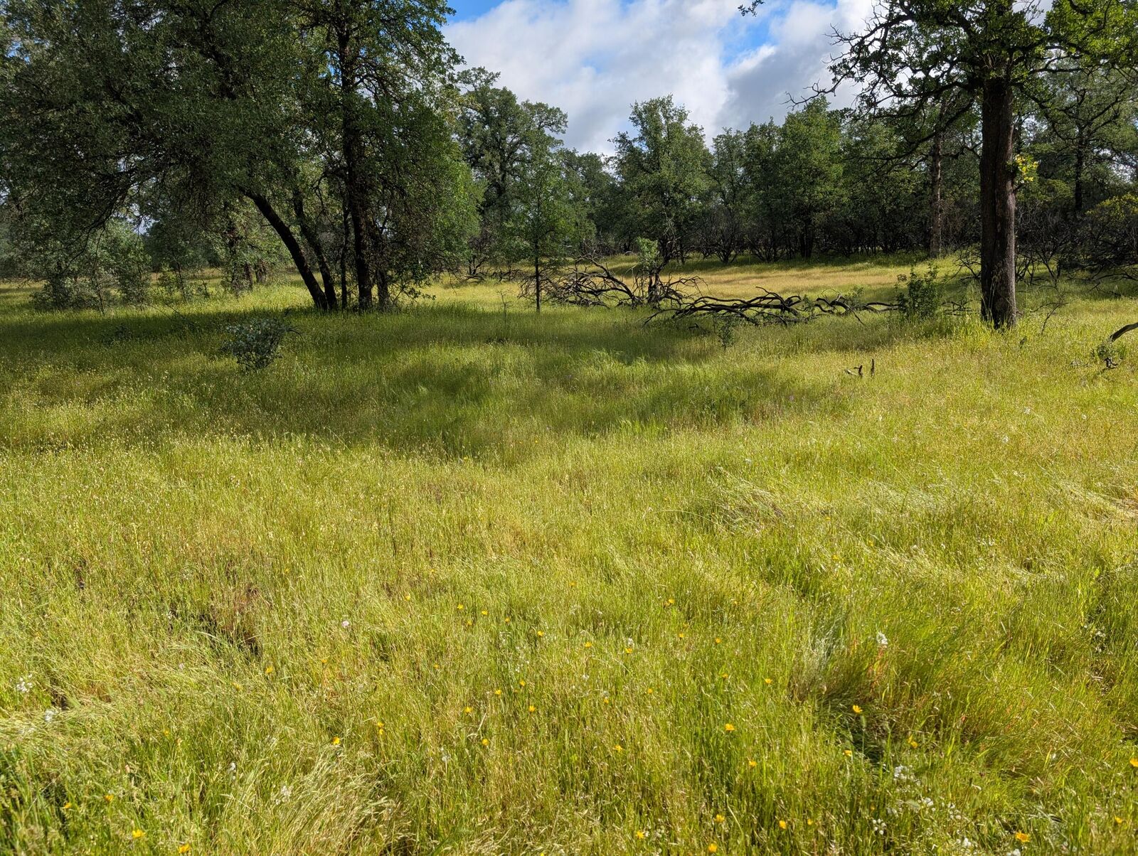 Property Photo:  Manzanoaks Drive  CA 96003 