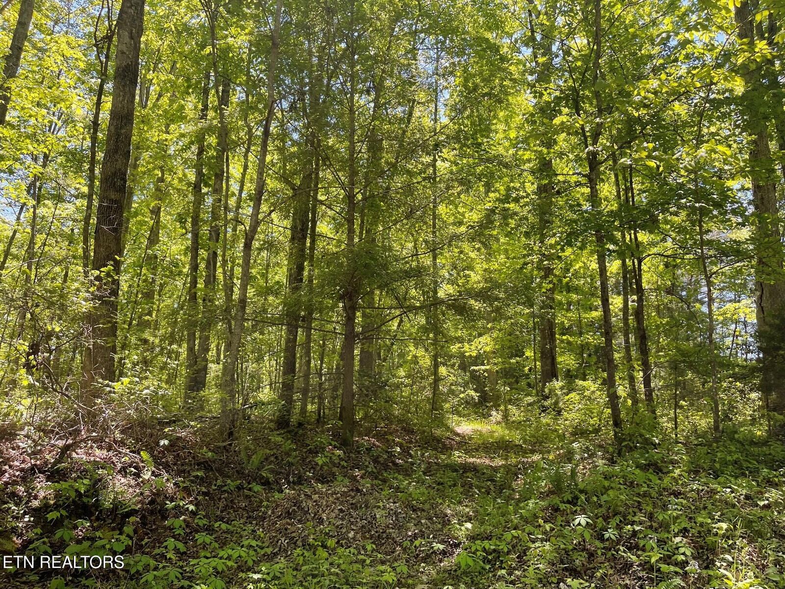Property Photo:  Rob Watson Rd  TN 37841 