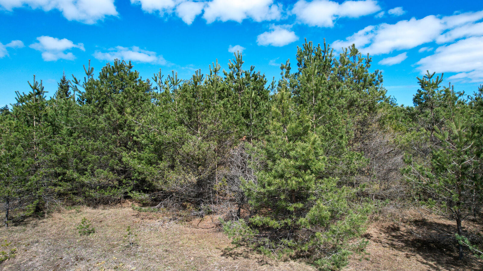 Property Photo: 2.83 Ac N Black River Road MI 49721