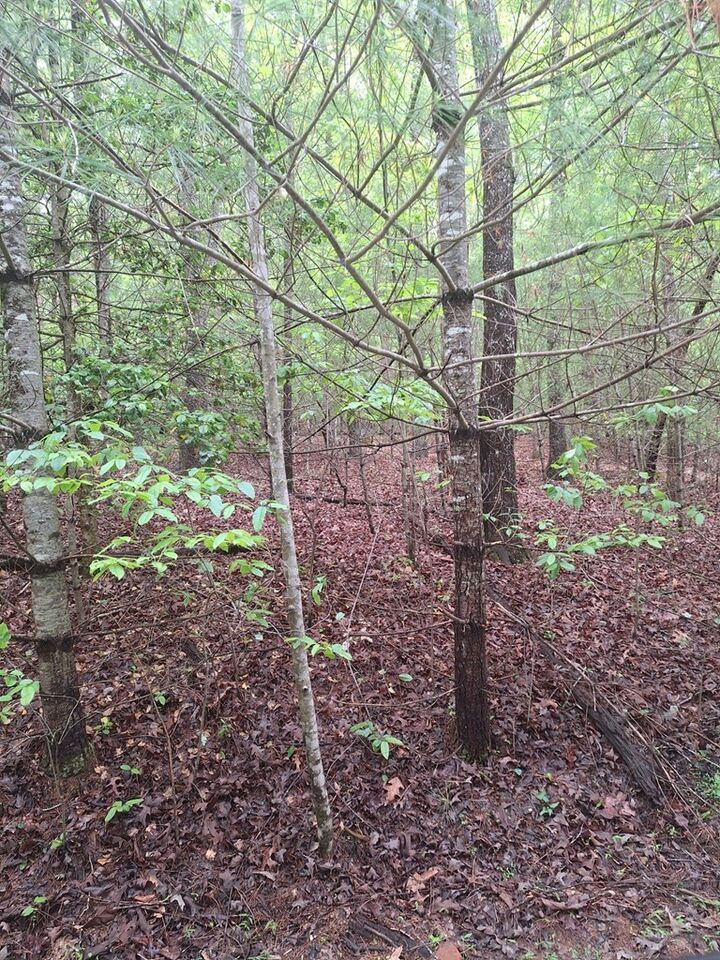 Property Photo:  Lot 14 Noontootla Ridge Court  GA 30513 