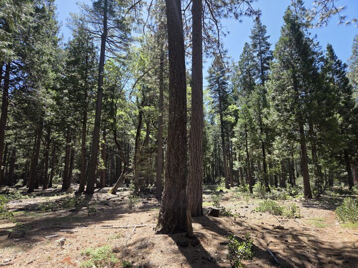 Property Photo:  Lot 3 Ritts Mill Road  CA 96088 