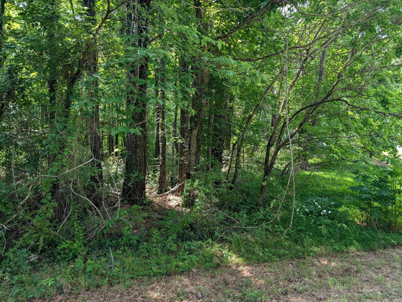 Property Photo:  0 Gum Street  TN 37387 