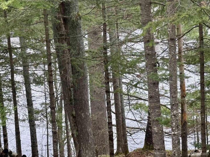Property Photo: Tbd N Horseshoe Lake Road MI 49879