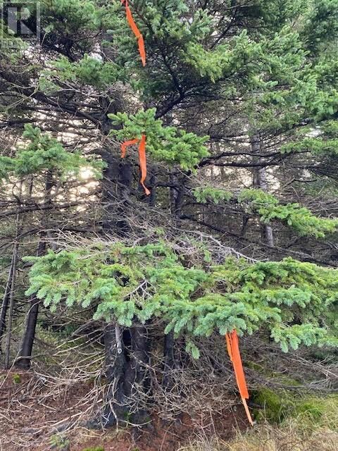 Property Photo:  94-96 Highway East  NL A0A 4G0 