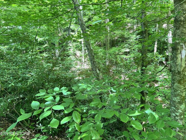 Property Photo:  Fir Drive Lot 110  TN 37876 