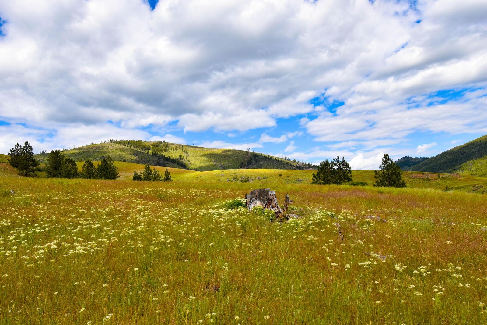 Property Photo:  Tract 2 Henry Creek Road  MT 59859 