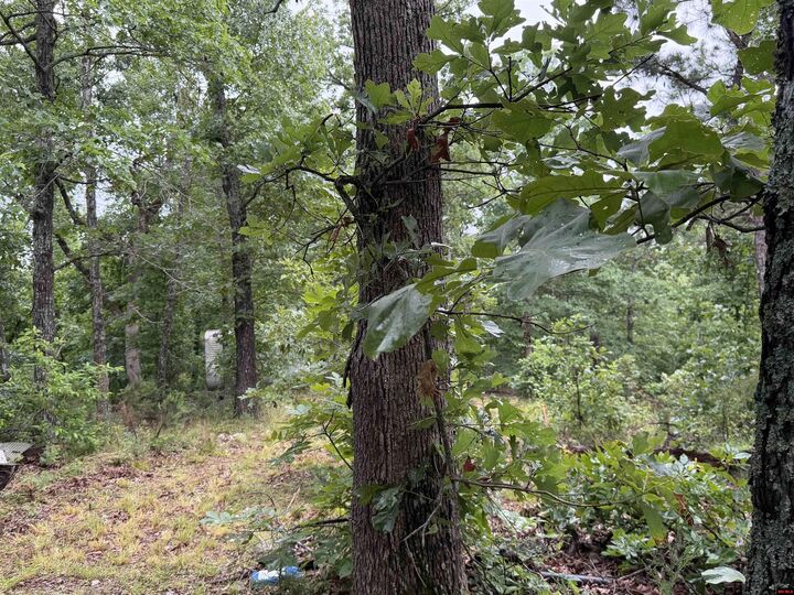 Property Photo: Off Of Morgan Cave Road AR 72601