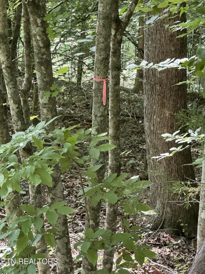 Property Photo: Hiwassee View - Lot 56 Drive TN 37757