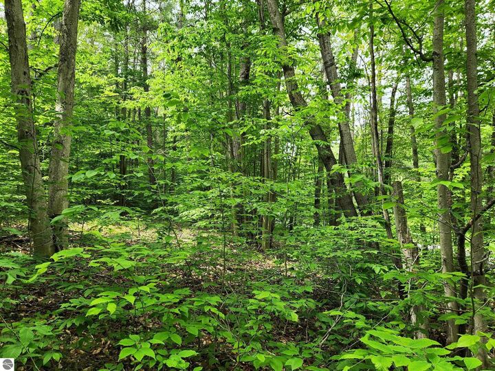 Property Photo: 10 Acres Blue Lake Road, NE MI 49646