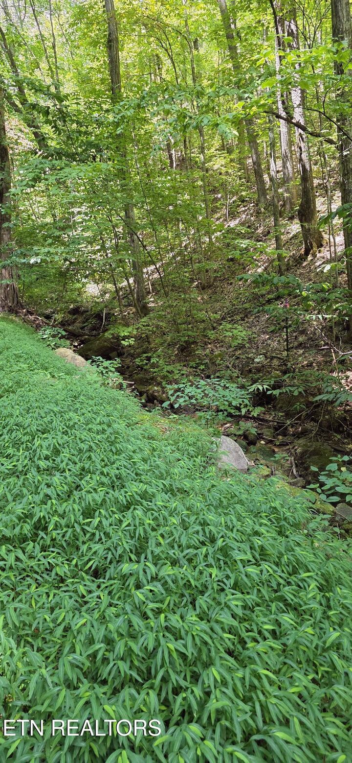 Property Photo:  Lot 16 Black Walnut Flats Rd  TN 37862 