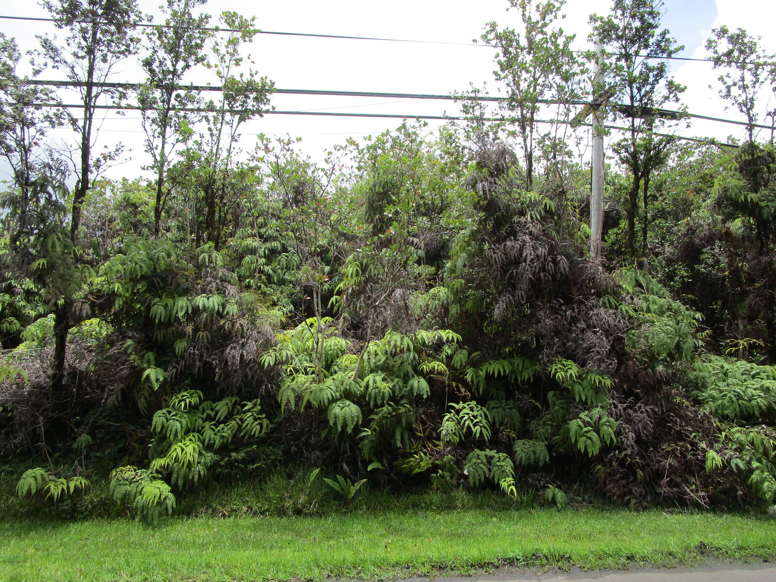 Property Photo: Amakihi St HI 96771