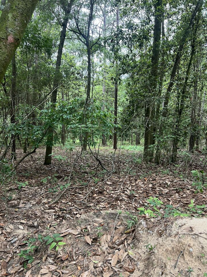 Property Photo: Parcel C Willow Lane FL 32539