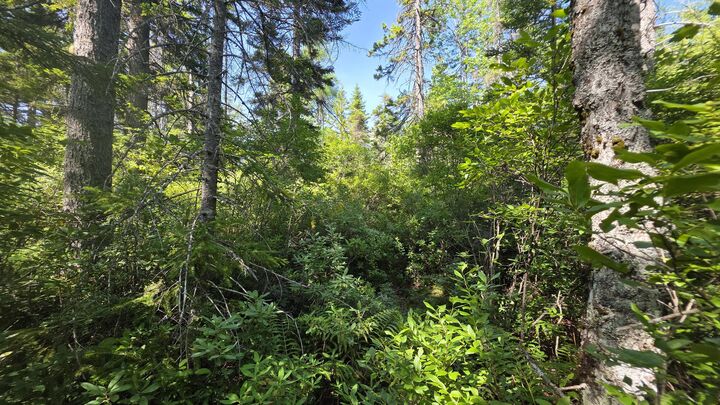 Property Photo: Map 1 Lot 10-2 Patten Rd ME 04648