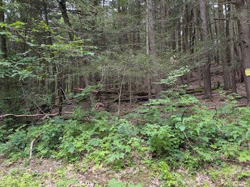 Property Photo: 0 Foley Road NY 13903