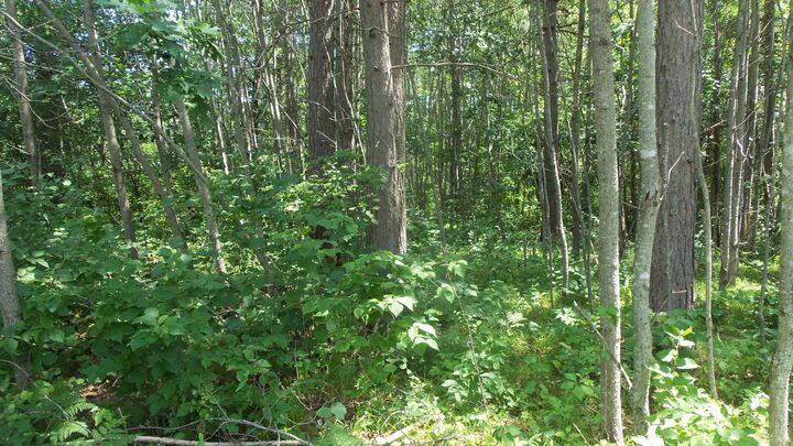 Property Photo:  Lot 6 Birch Tree Trl  WI 54801 