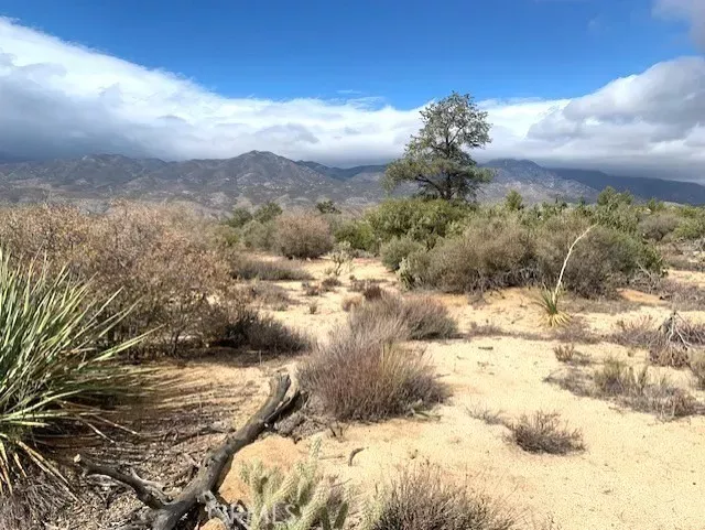 Property Photo:  368 Palm Canyon  CA 92561 