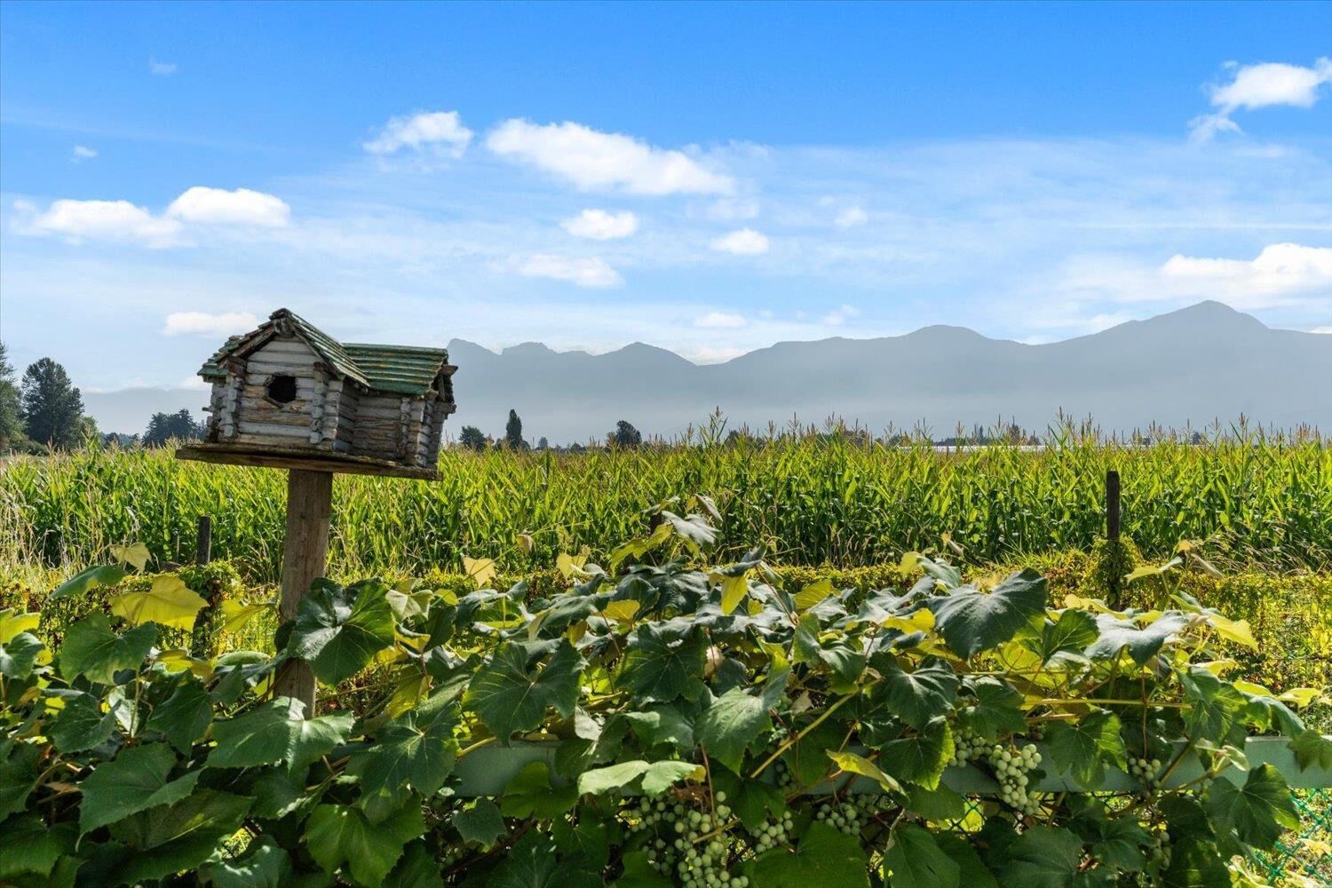 Property Photo:  46702 Arbutus Avenue  BC V2P 6P4 