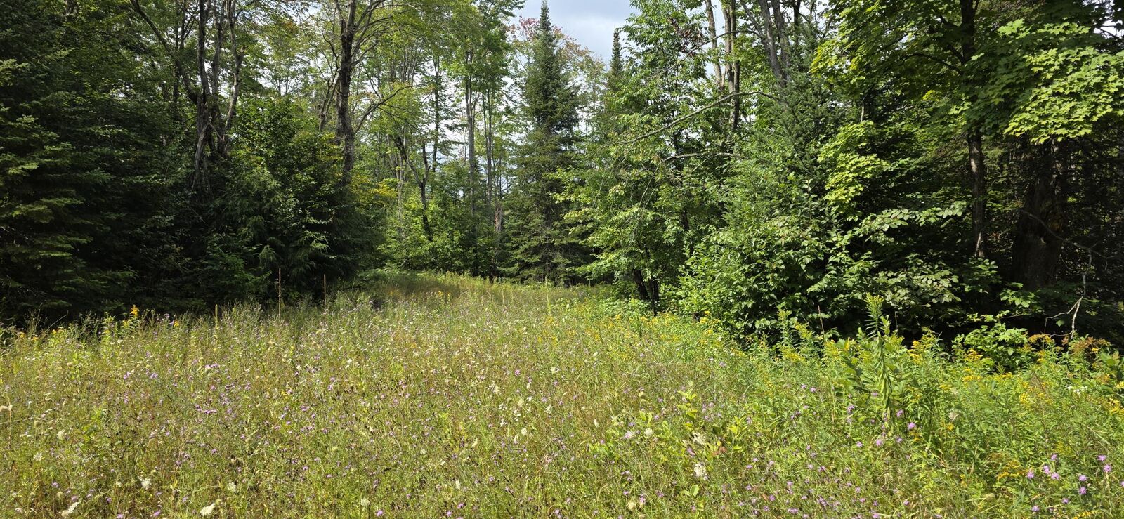Property Photo:  Tbd Grass Lake Trl  MI 49780 