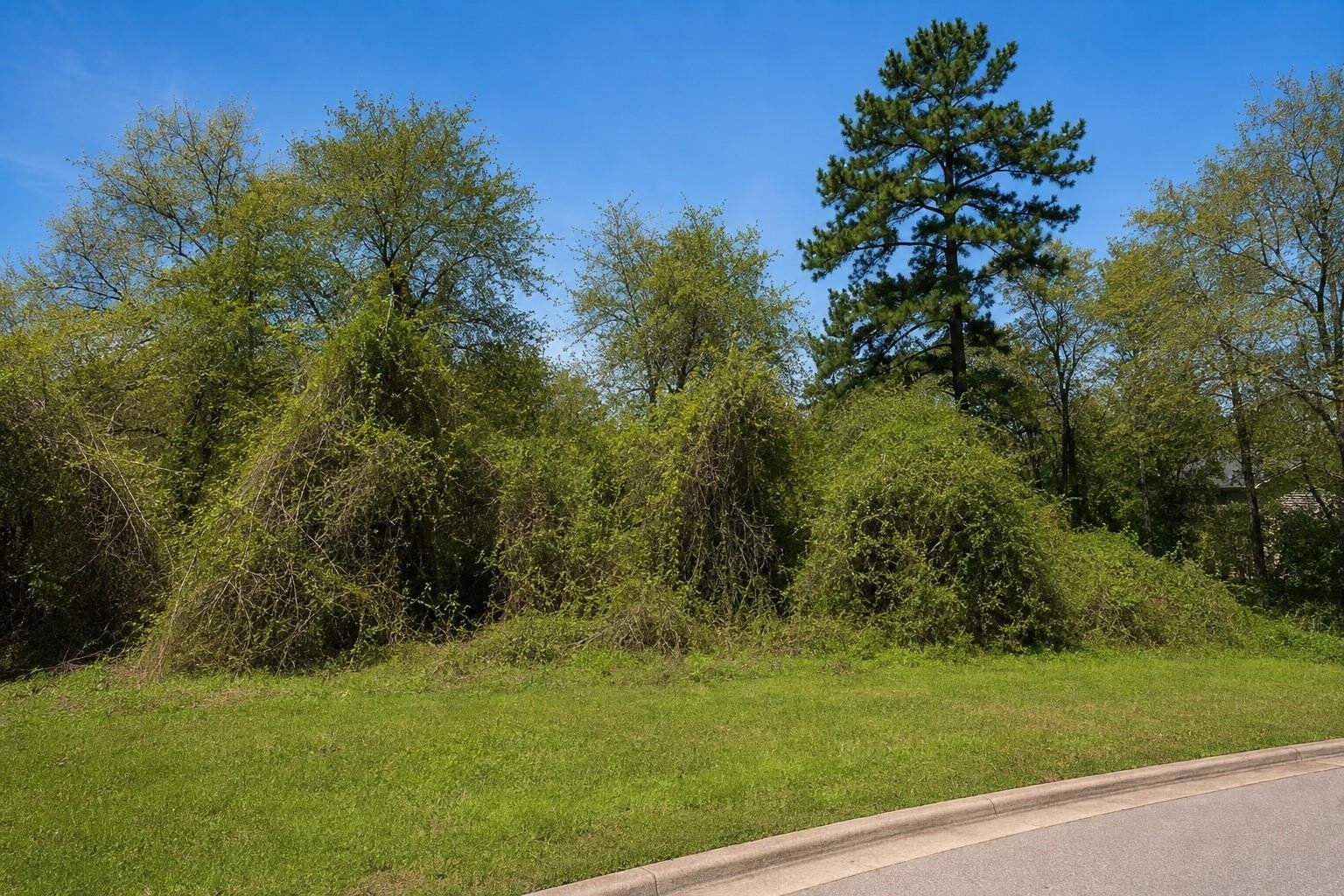 Property Photo: 3107 Canterbury Lane TX 77356
