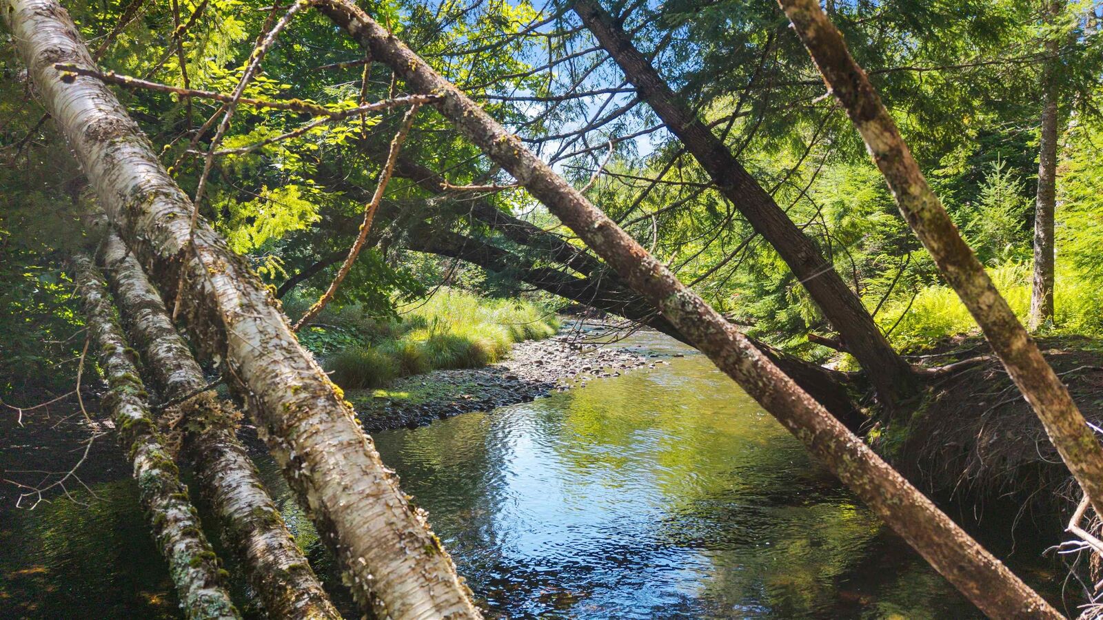 Property Photo:  Lot Da23-2 Highway 311 Highway  NS B0K 1V0 
