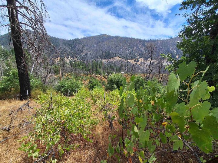 Property Photo: 249 Thompson Avenue CA 95934