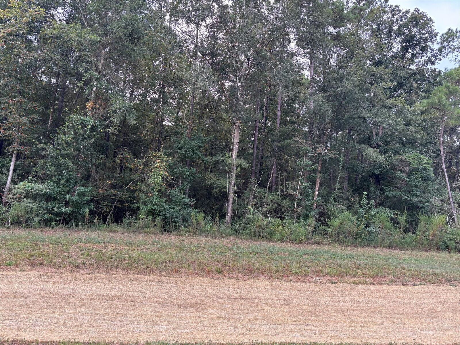 Property Photo:  15223 Forest Grove Drive  TX 77378 