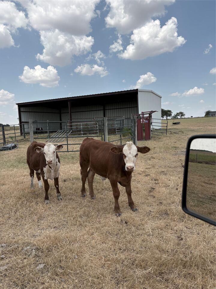 Property Photo: 600 County Road 444 Land TX 76577