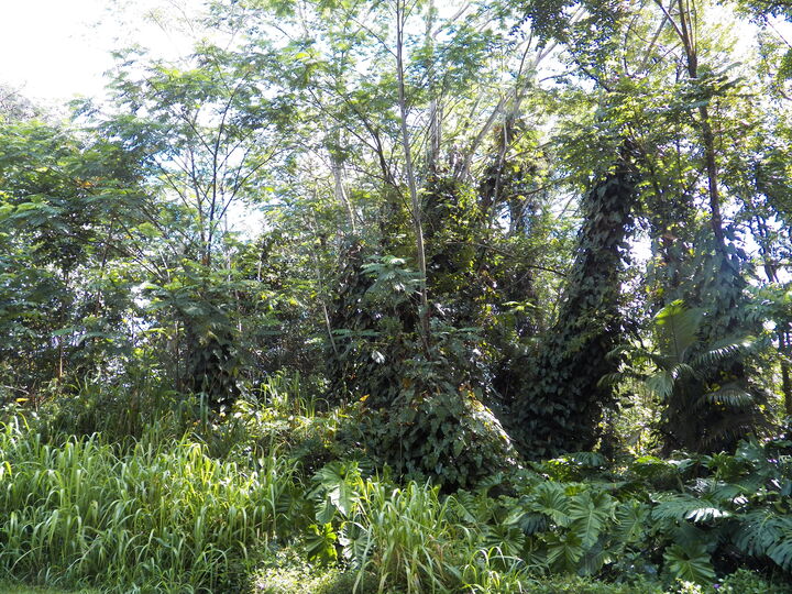Property Photo:  25th Ave  HI 96749 