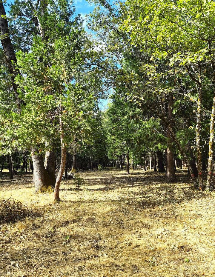 Property Photo:  13117 Madrone Forest Drive  CA 95959 