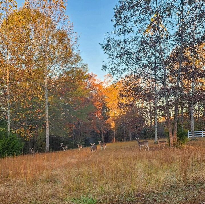 Property Photo:  700 Old Johnson Lake Rd  TN 38469 
