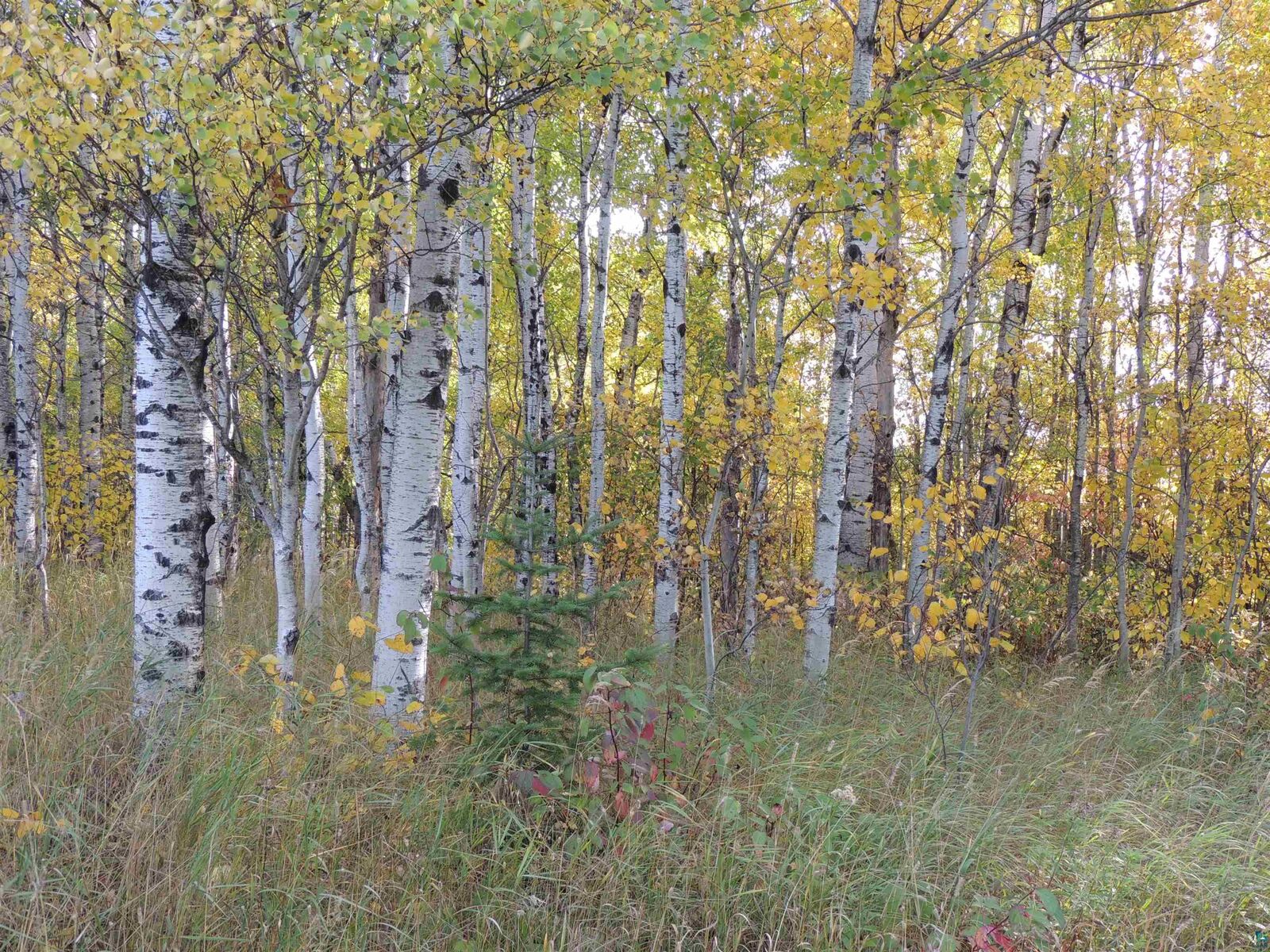 Property Photo: Xb Brandon Ln MN 55604