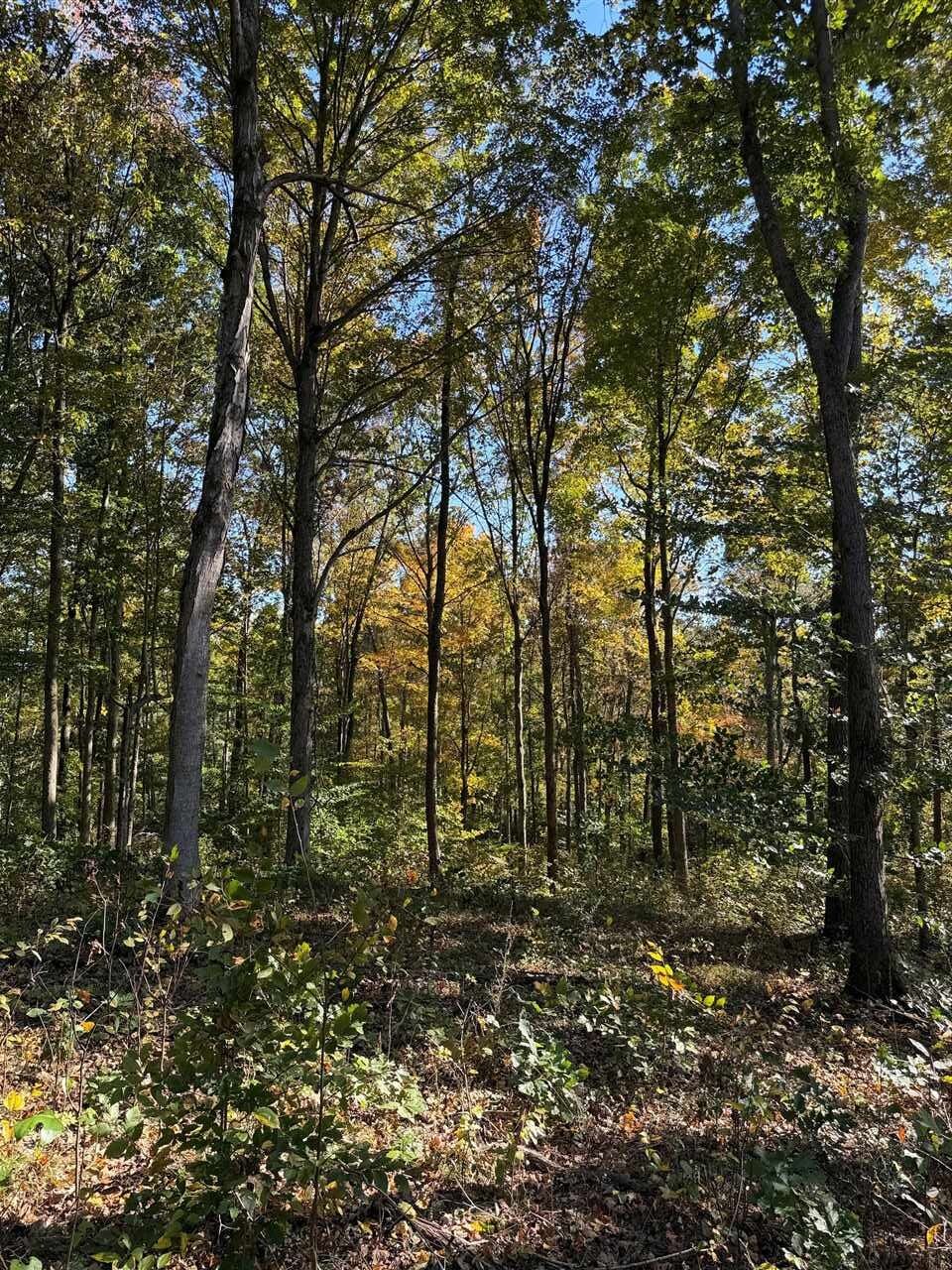Property Photo:  0 Cornwell Road  KY 42164 